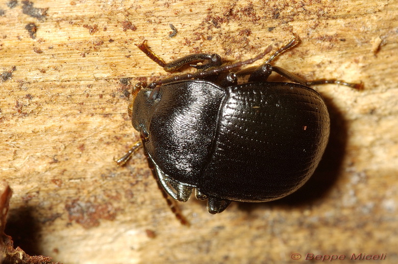 Enoplopus dentipes  e Helops sp.